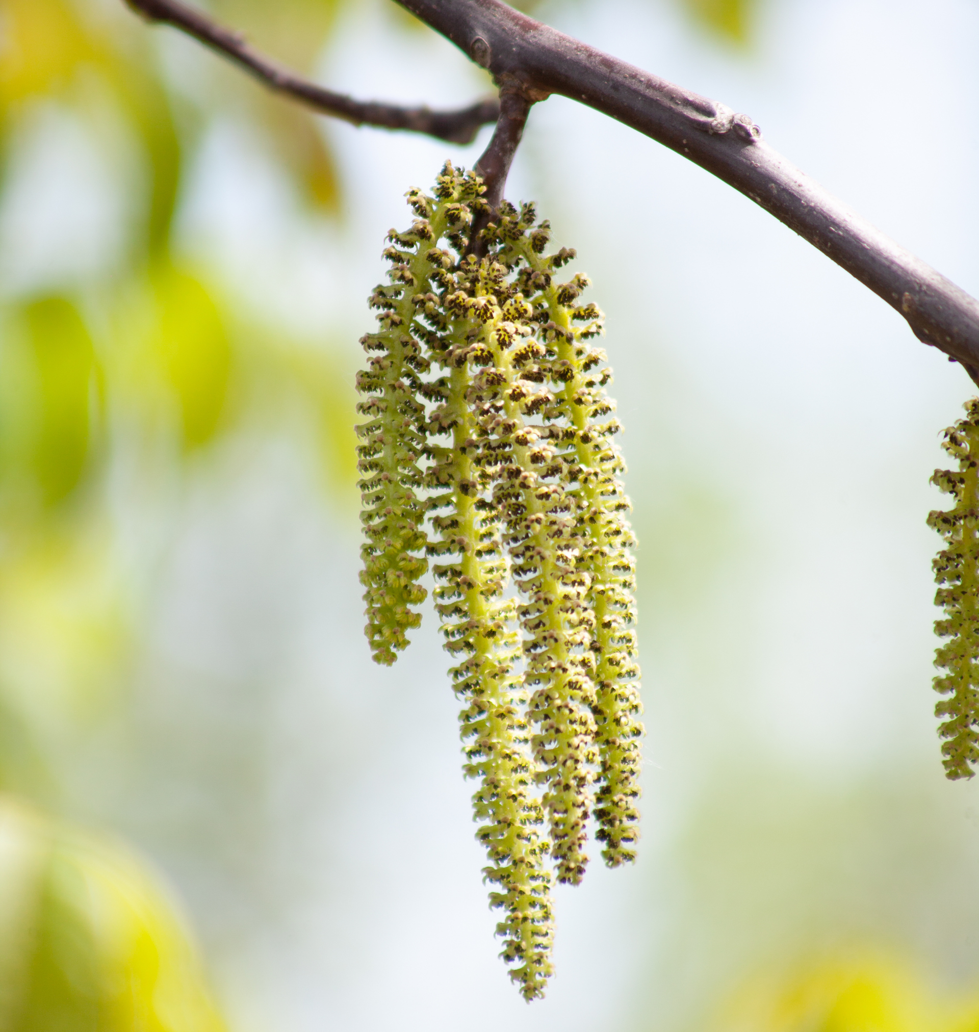 7) I fiori di Bach rappresentano un valido supporto in un percorso nutrizionale
